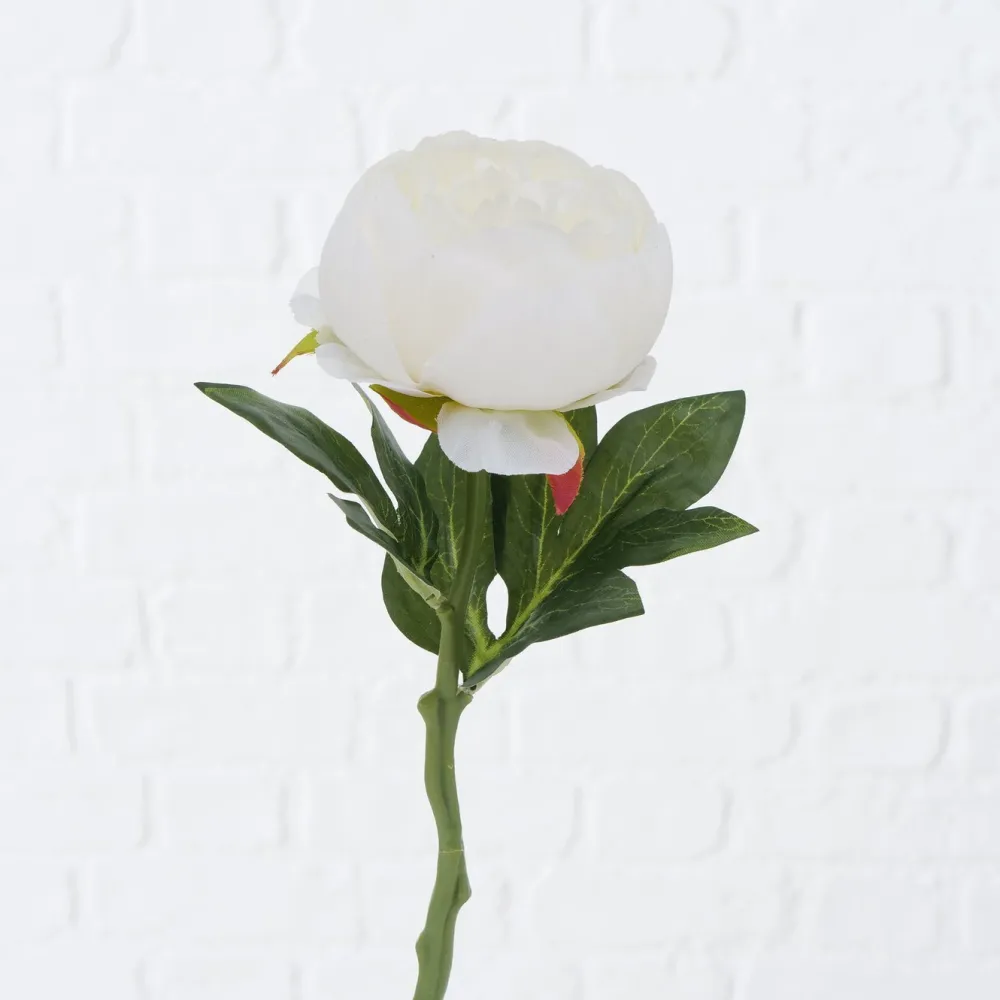 Boltze Stielblume Bauernrose