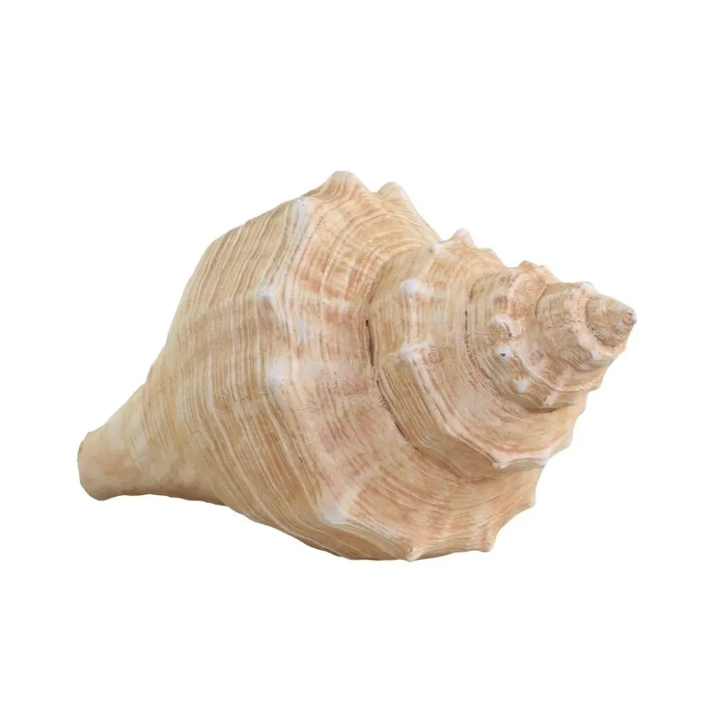 Chic Antique Dekofigur Muschel aus Kunstharz