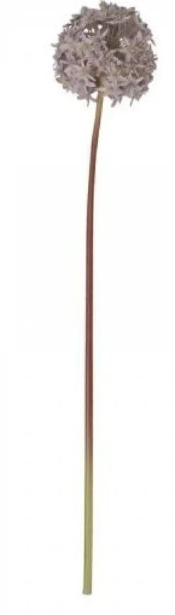 Chic Antique Fleur Allium