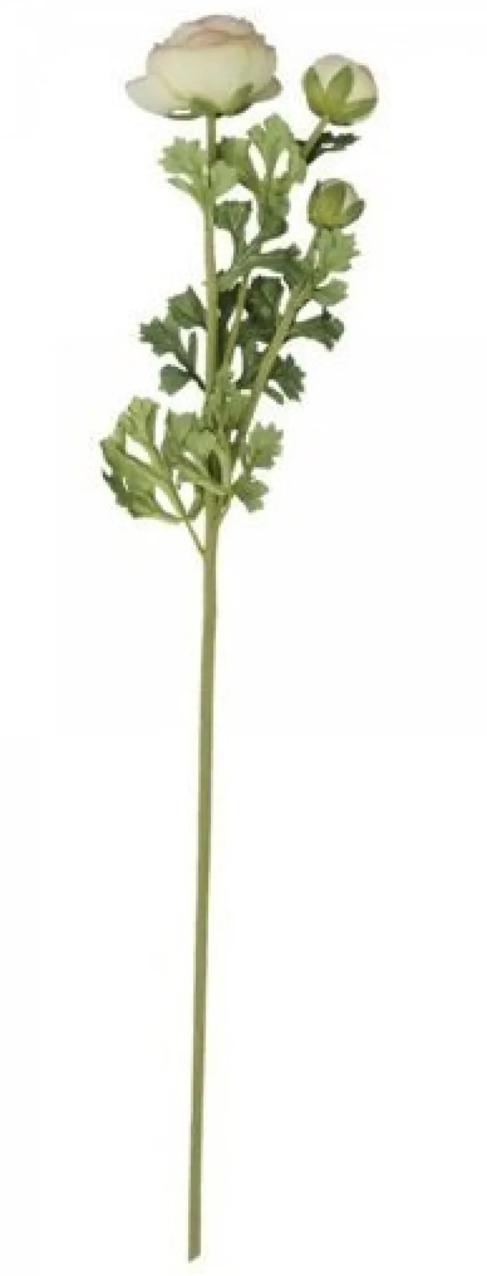 Chic Antique Fleur Butterblume melone