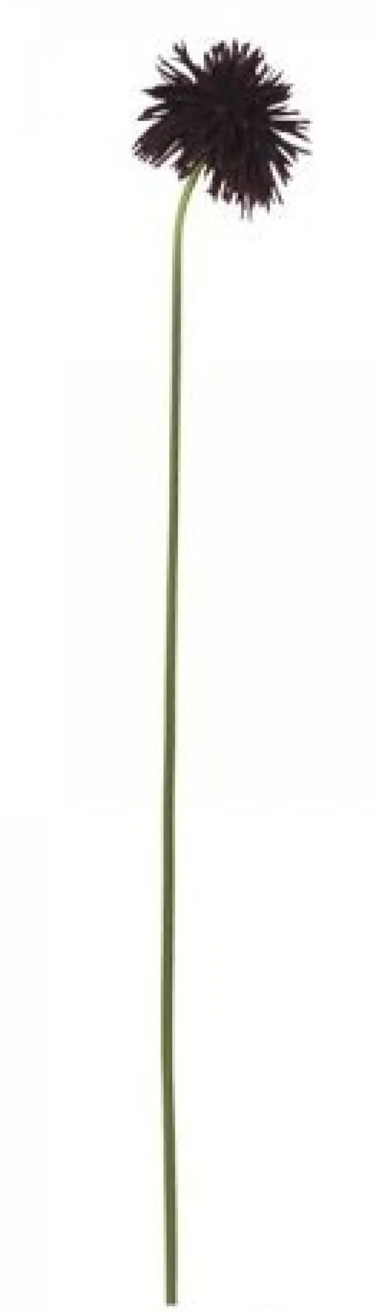 Chic Antique Fleur Dahlie bordeaux