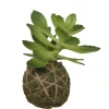 Chic Antique Fleur Sukkulente mit Moos Ball