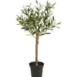 IB Laursen Olivenbaum in Topf