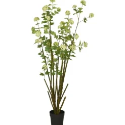 IB Laursen Schneeballstrauch in Topf