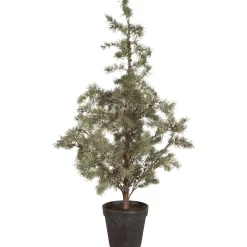 IB Laursen Zederbaum im Topf