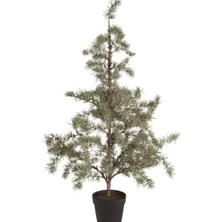 IB Laursen Zederbaum im Topf