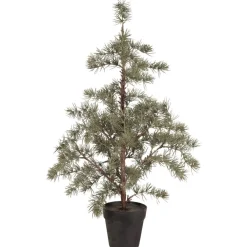 IB Laursen Zederbaum im Topf