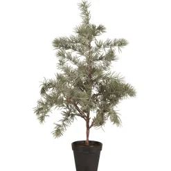 IB Laursen Zederbaum im Topf