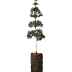 IB Laursen Zedernbaum künstlich aufgestammt mit Rindenfuß